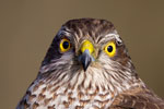 Birds of prey Birds of prey