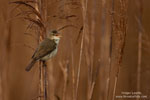 Marsh Warbler