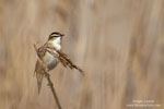 Sedge Warbler