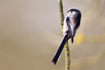 Long tailed Tit