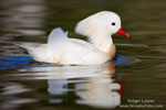 Mandarin duck