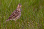 Skylark