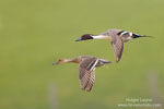 Northern Pintail Northern Pintail