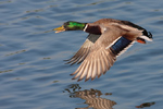 Mallard Mallard