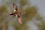Gadwall Gadwall