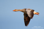 Greylag Goose Greylag Goose