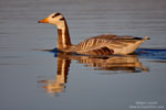 Bar-Headed Goose Bar-Headed Goose