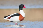Waterfowl Waterfowl