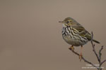 Meadow Pipit