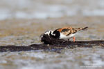 Ruddy Turnstone Ruddy Turnstone