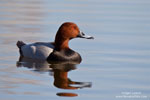 Common Pochard Common Pochard