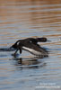 Tufted Duck Tufted Duck