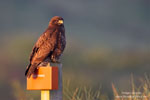 Common Buzzard Common Buzzard