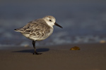 Sanderling Sanderling