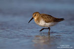 Dunlin Dunlin