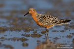Red Knot Red Knot