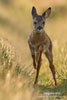 European Roe Deer