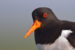 Shorebirds Shorebirds