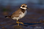 Ringed Plover