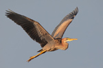 Herons, storks Herons, storks