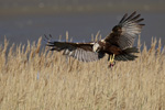 Western Marsh harrier Western Marsh harrier