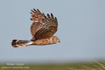 Hen Harrier Hen Harrier