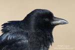 Corvids