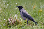 Hooded Crow