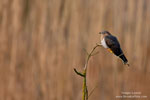 Cuckoos Cuckoos