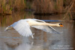 Mute Swan Mute Swan