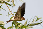 House Martin