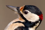 Great Spotted Woodpecker