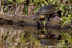 European Pond Terrapin