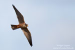 Eurasian Hobby Eurasian Hobby