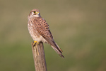Common Kestrel Common Kestrel