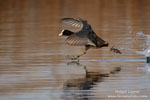 Eurasian Coot