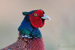 Gamebirds Gamebirds