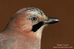 Eurasian Jay
