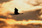 Crane Crane