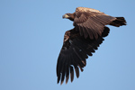 White tailed Eagle White tailed Eagle