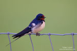 Barn Swallow