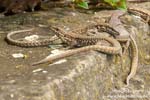 Lizards
