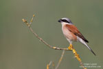 Red-backed Shrike