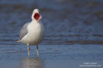 Herring Gull