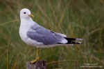 Common Gull
