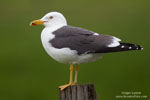 Lesser Black-backed Gull