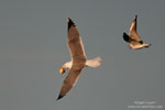 Yellow legged Gull