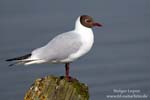 Black-headed Gull