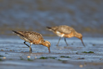 Bar-tailed Godwit Bar-tailed Godwit