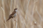 Grasshopper Warbler